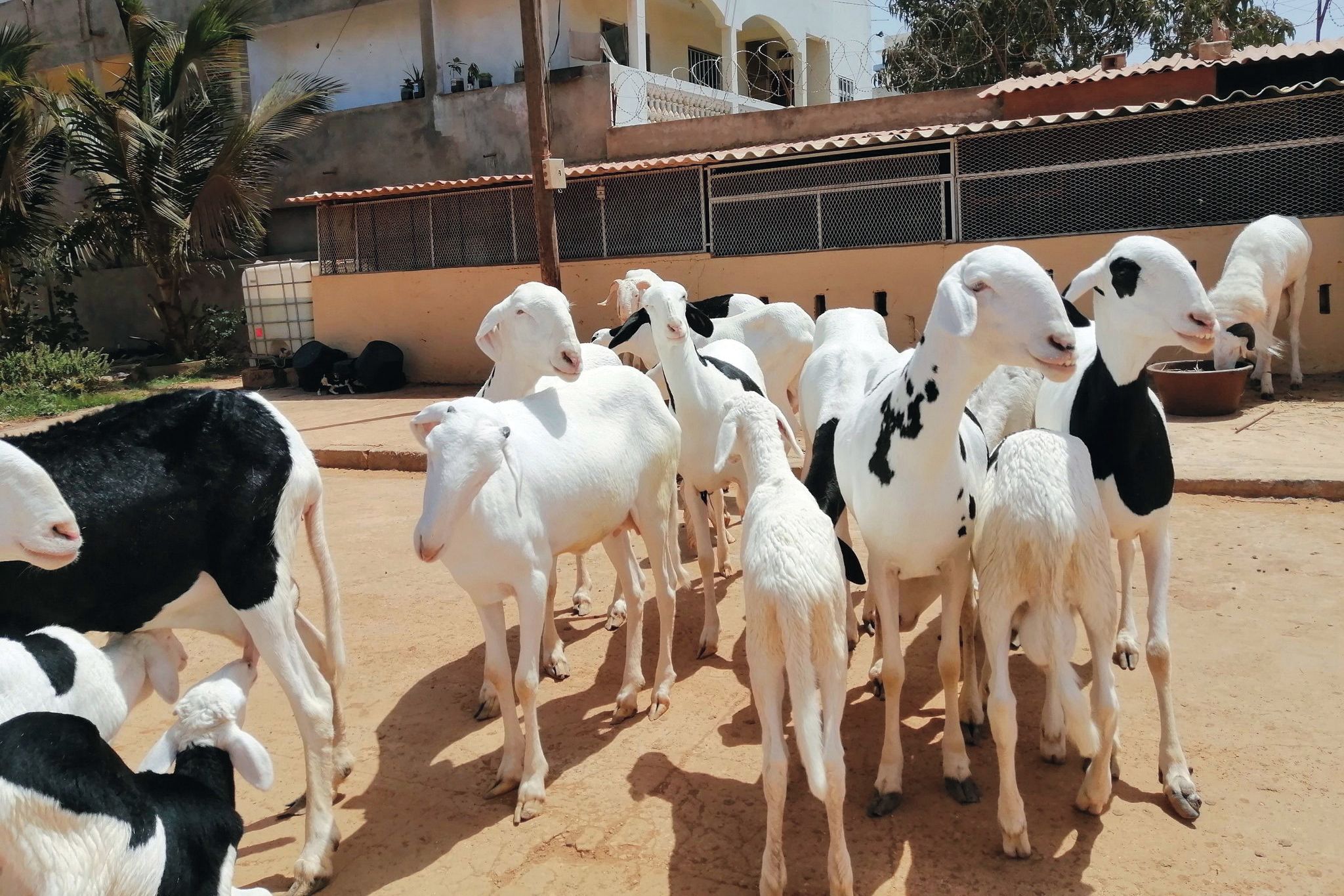 Egy juhfajta, mely 32 milliót is érhet: a Ladoum, és ami mögötte van