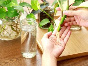 hidropropagáció gyökereztetés