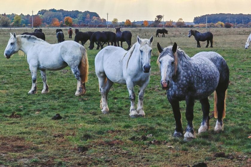 Erdőben és szántóföldön is megállja a helyét: a magyar hidegvérű
