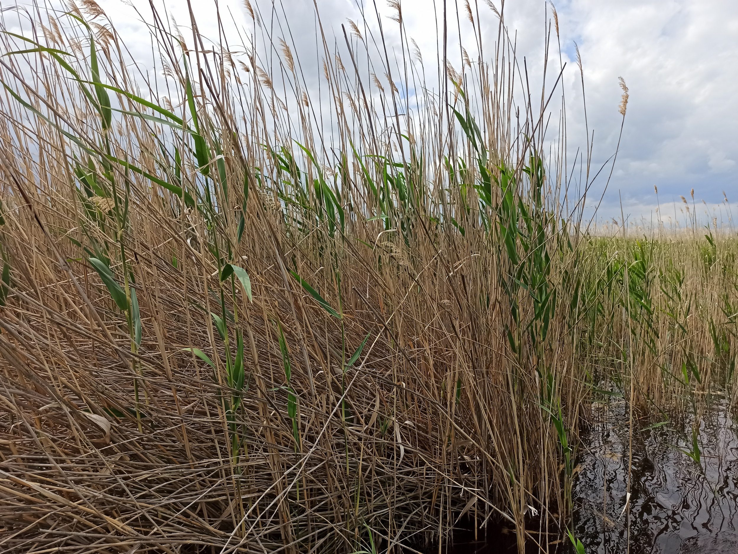 A nádaratás haszna és káros hatásai