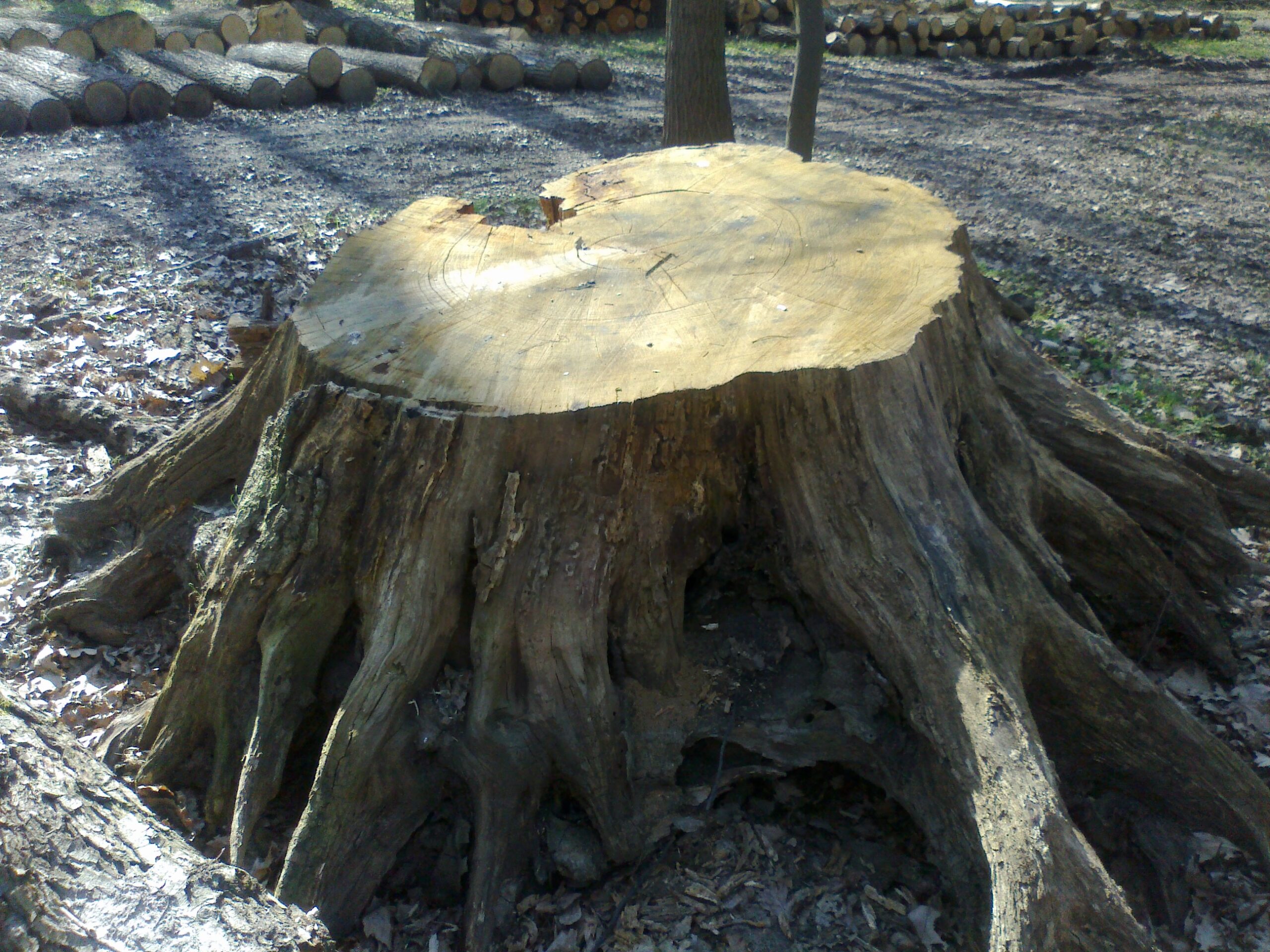 Az Antal-fának már csak a tuskójátláthatjuk,