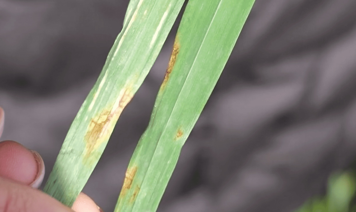 Növényvédelmi előrejelzés: mi rejtőzhet a hó leple alatt?