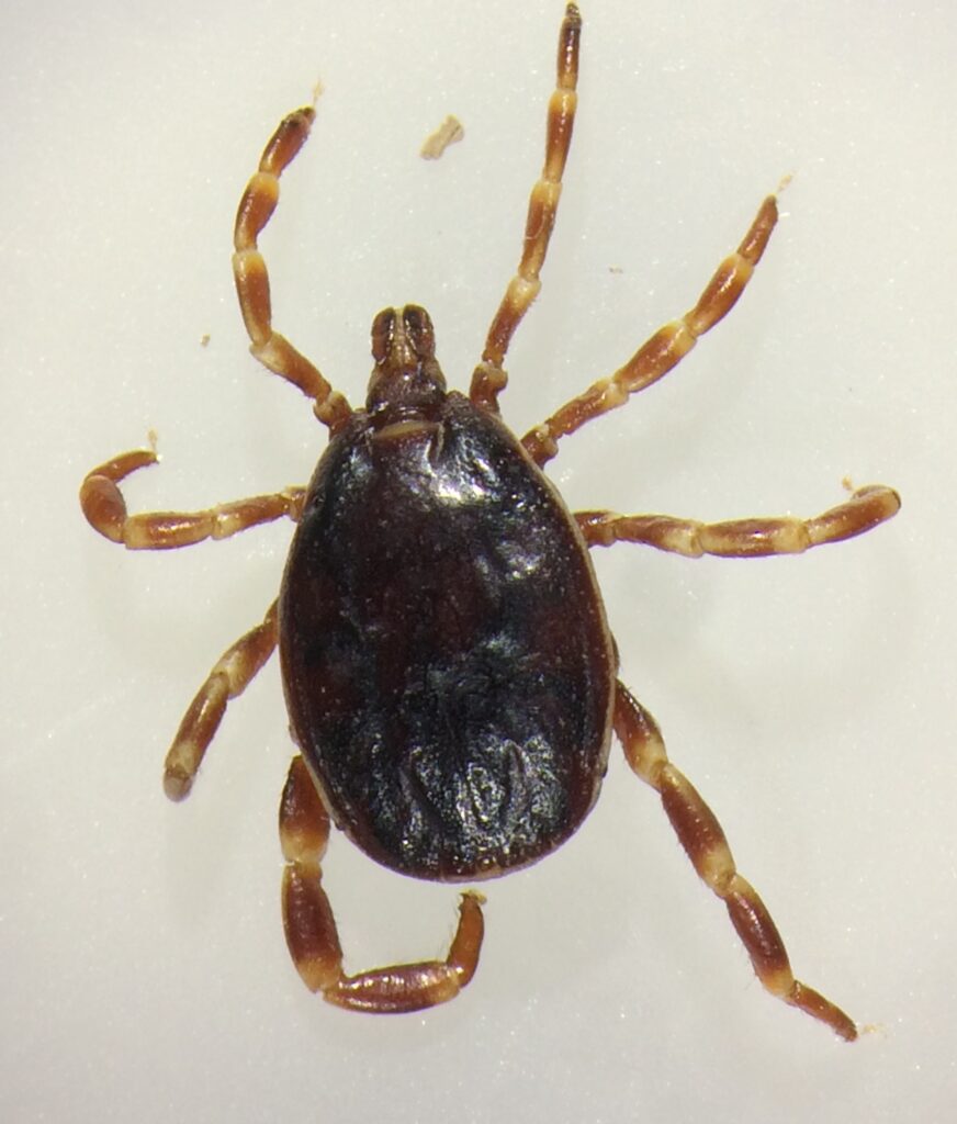 Hyalomma marginatum kullancs Földvári Gábor