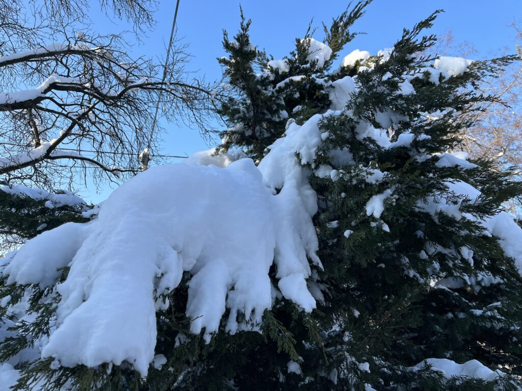 Kifehéredett kertek: eltávolítsuk vagy meghagyjuk a hótakarót?
