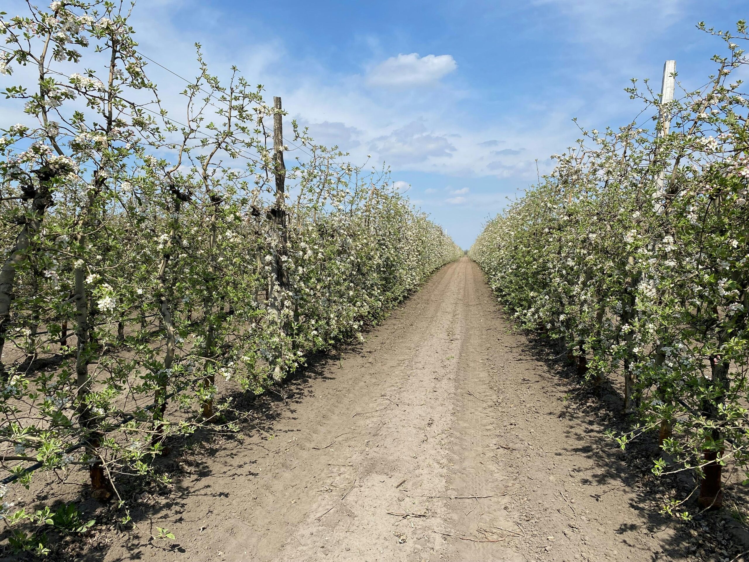 Homoktalajon fontos a szerves anyagok rendszeres adagolása