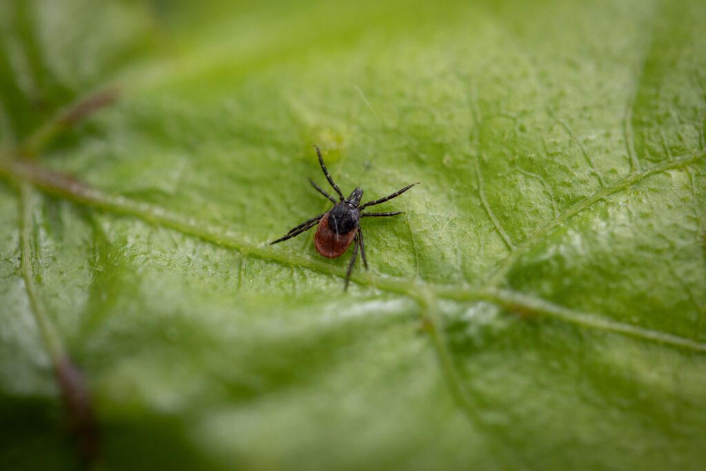 közönséges kullancs Ixodes ricinus Kállai Márton