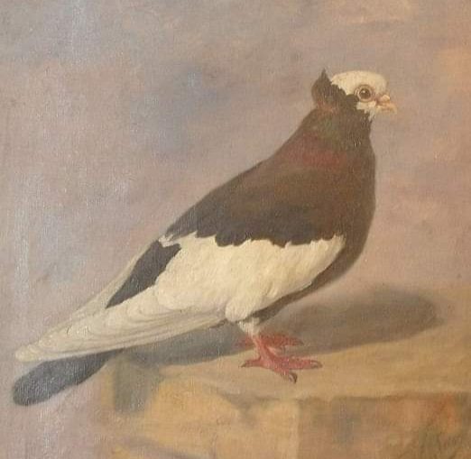 Komáromi bukó ábrázolás az 1900-as évek elejéről