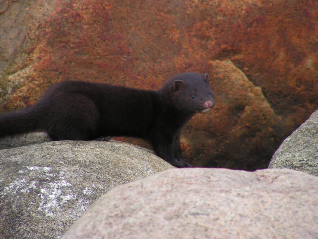 Az amerikai nyércek már a Szigetközben vannak