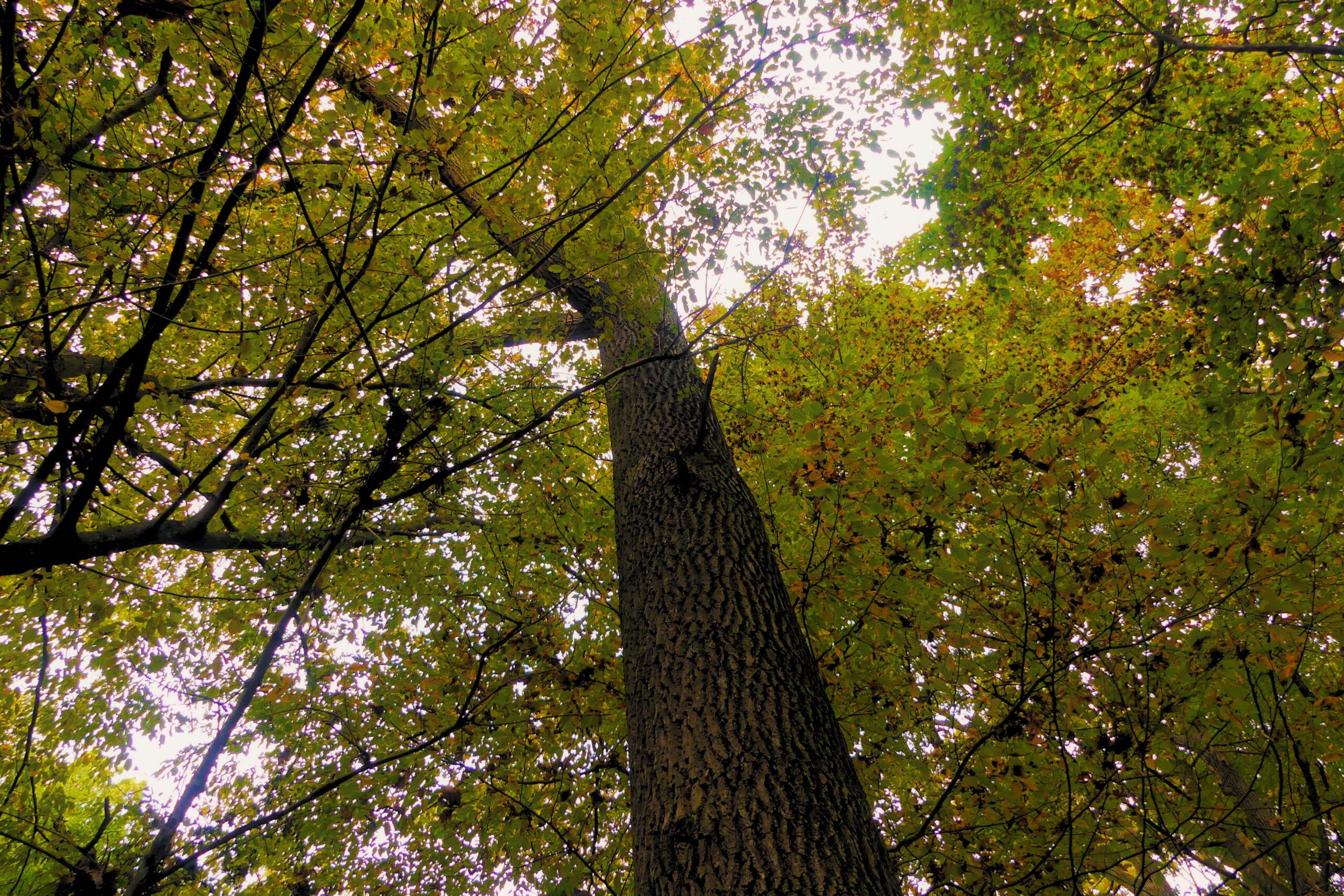 Oszlopos törzsű szlavón tölgymatuzsálem