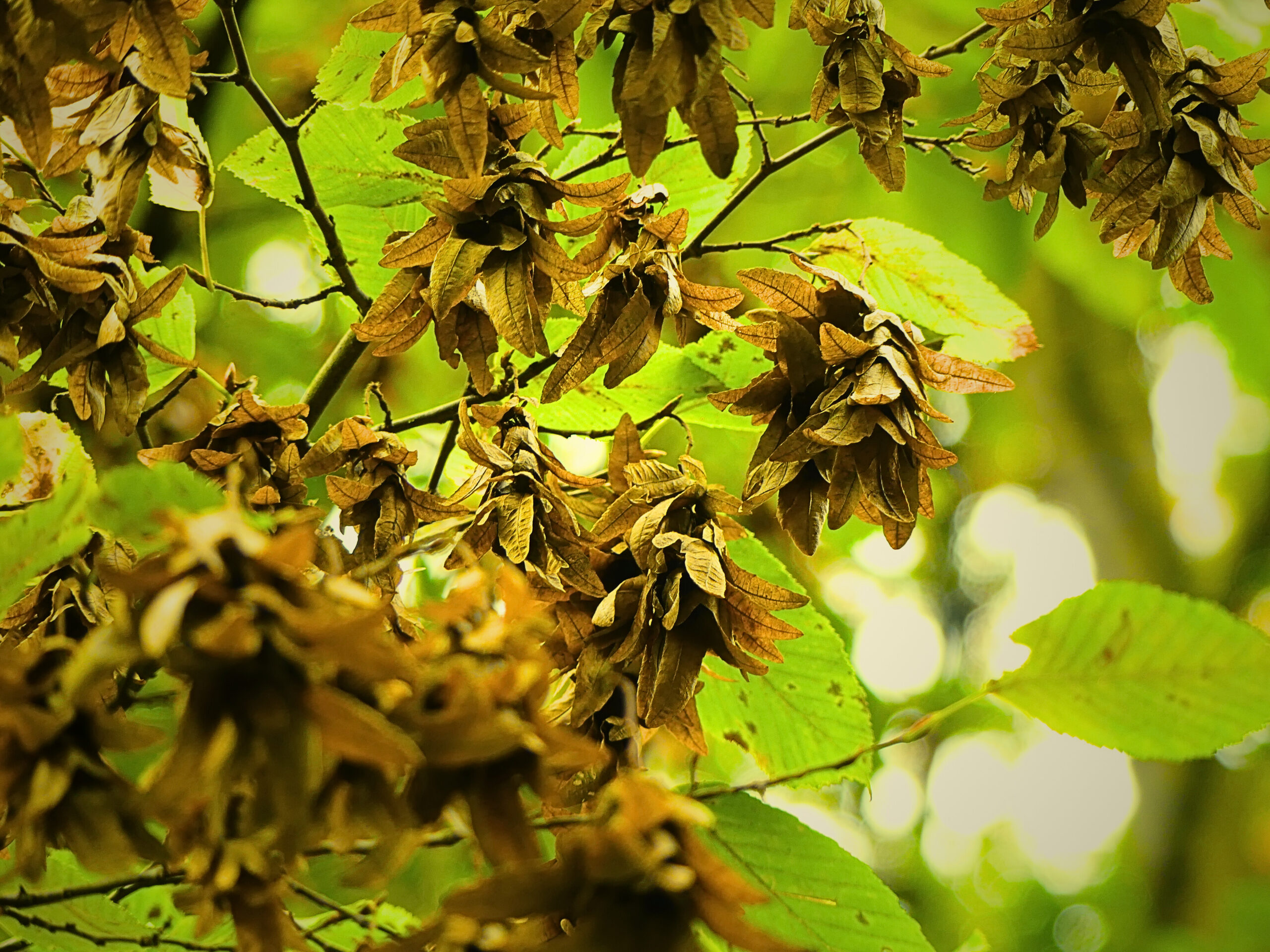 Kis erdők, érdekes történetek, nagyszerű élmények