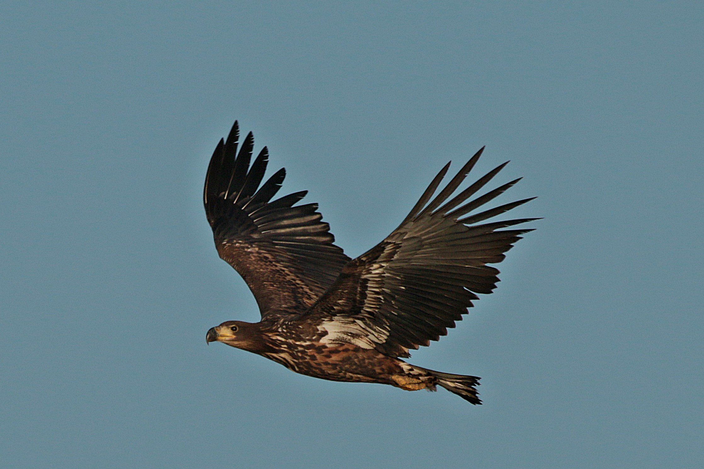 Csúcsragadozó az égből