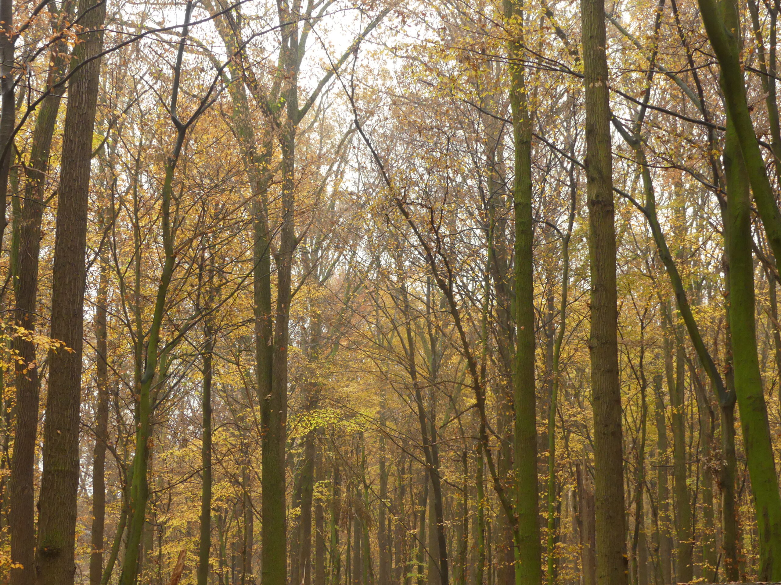 Gyertyános, szlavón tölgyes állománya Sziget-erdőben
