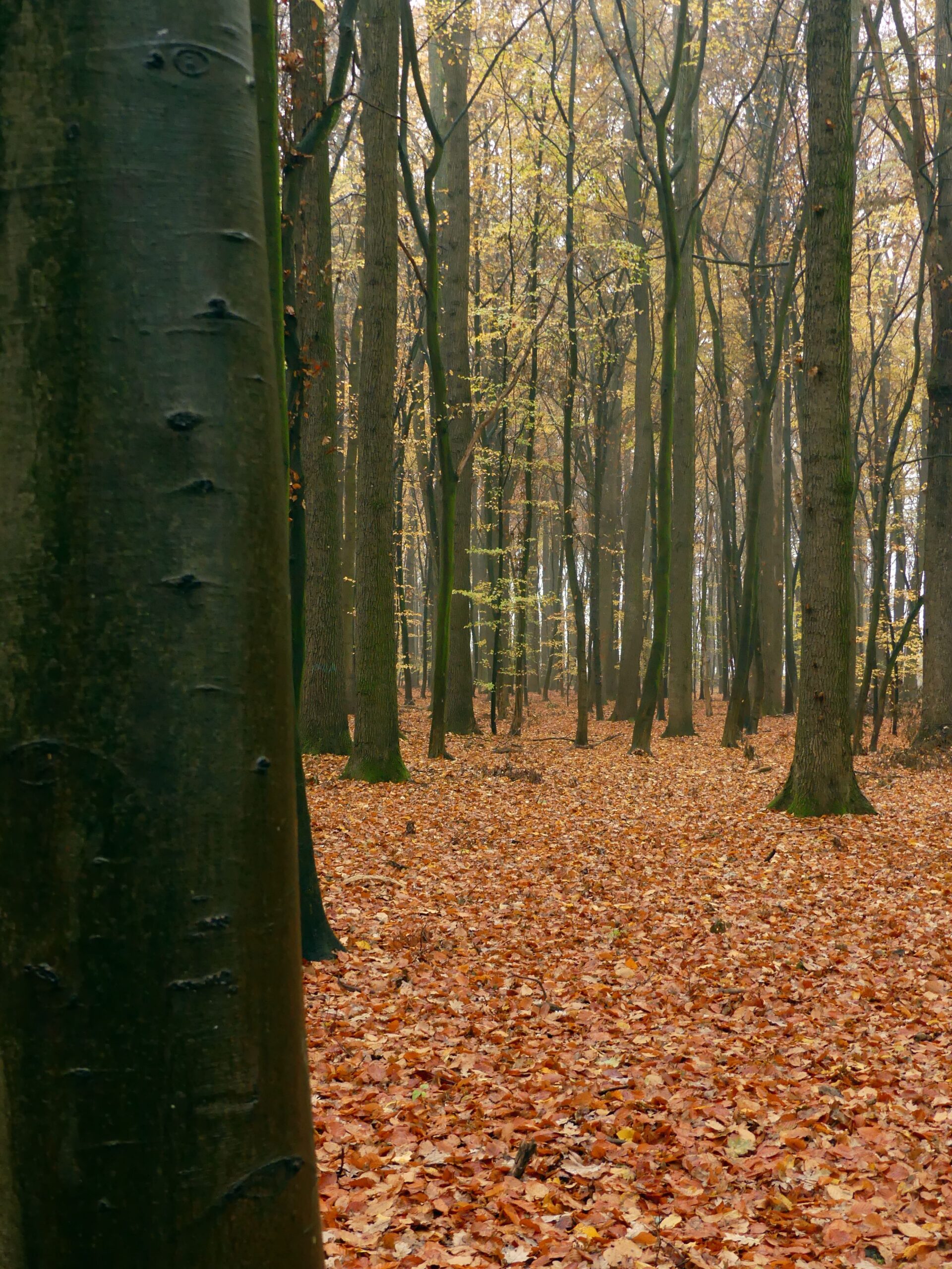 Még koros bükkfákat is láthatunk