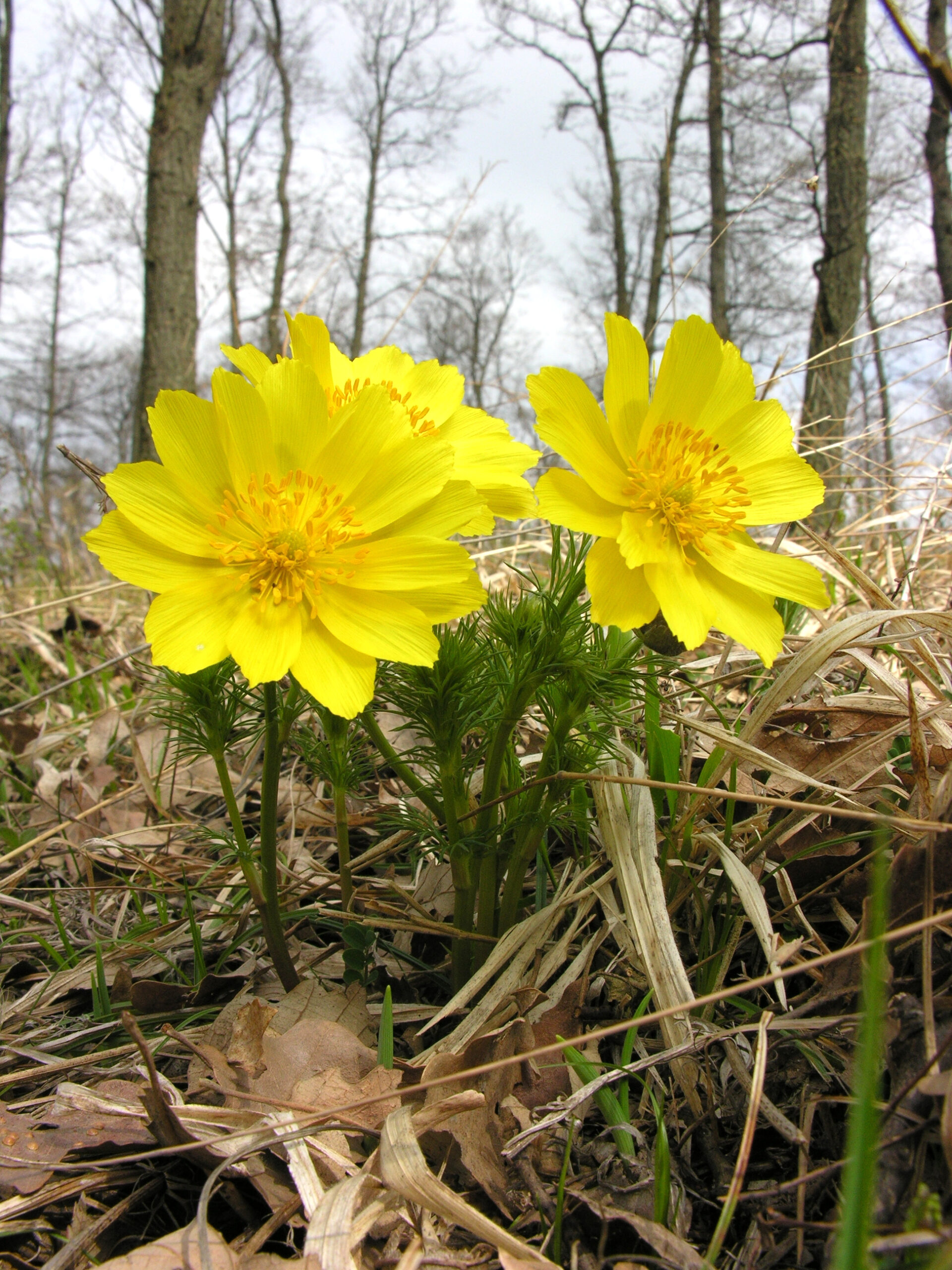 Az Illak erdő egyik védett növényfajaa tavaszi hérics