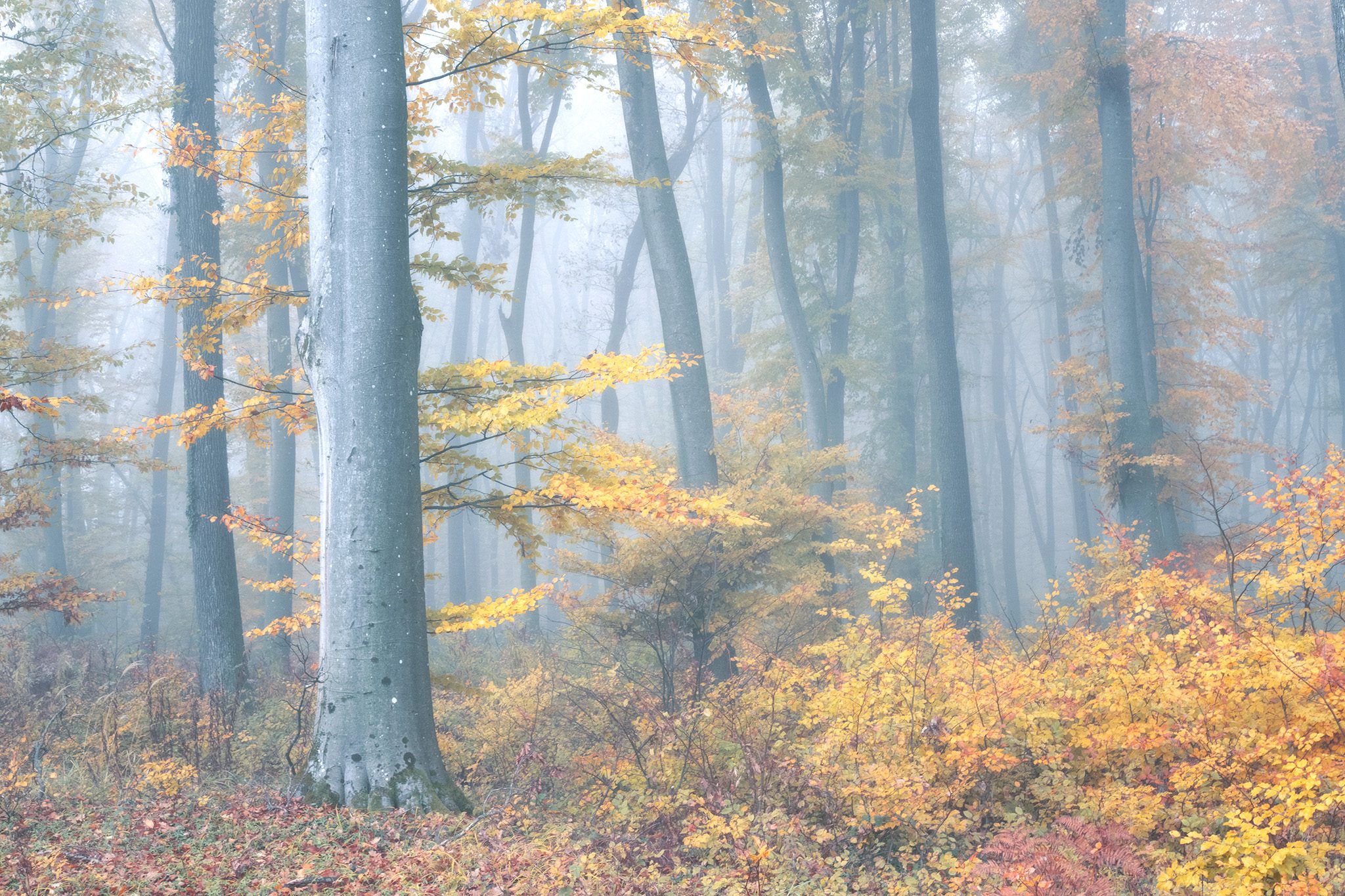 Tollár Eszter: Hajnali hangulat