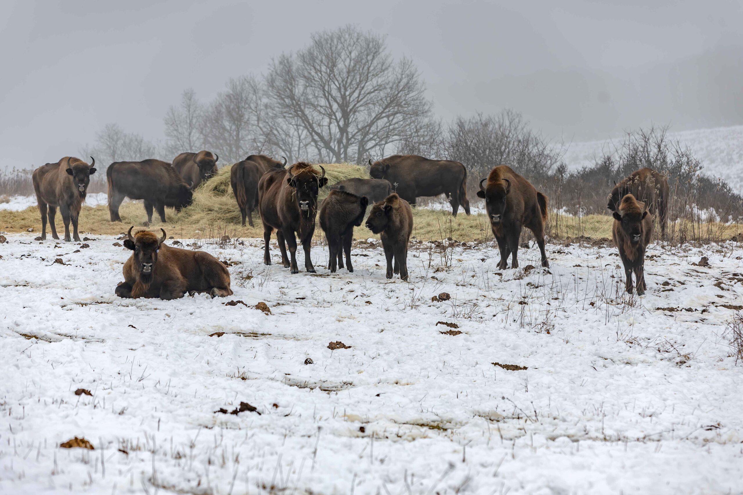 Megerősített terepi jelenlét az Őrségben