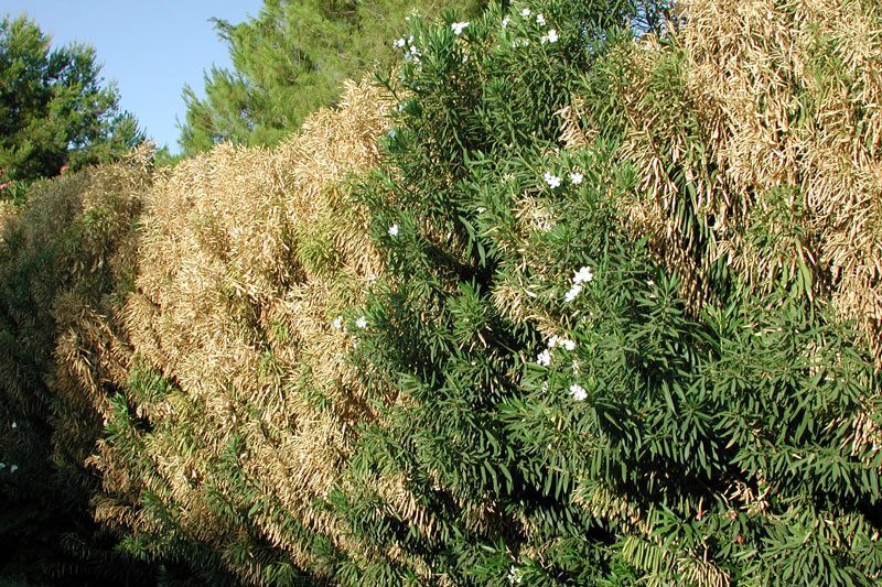 Folyamatos ellenőrzés az ország növényegészségének védelmében