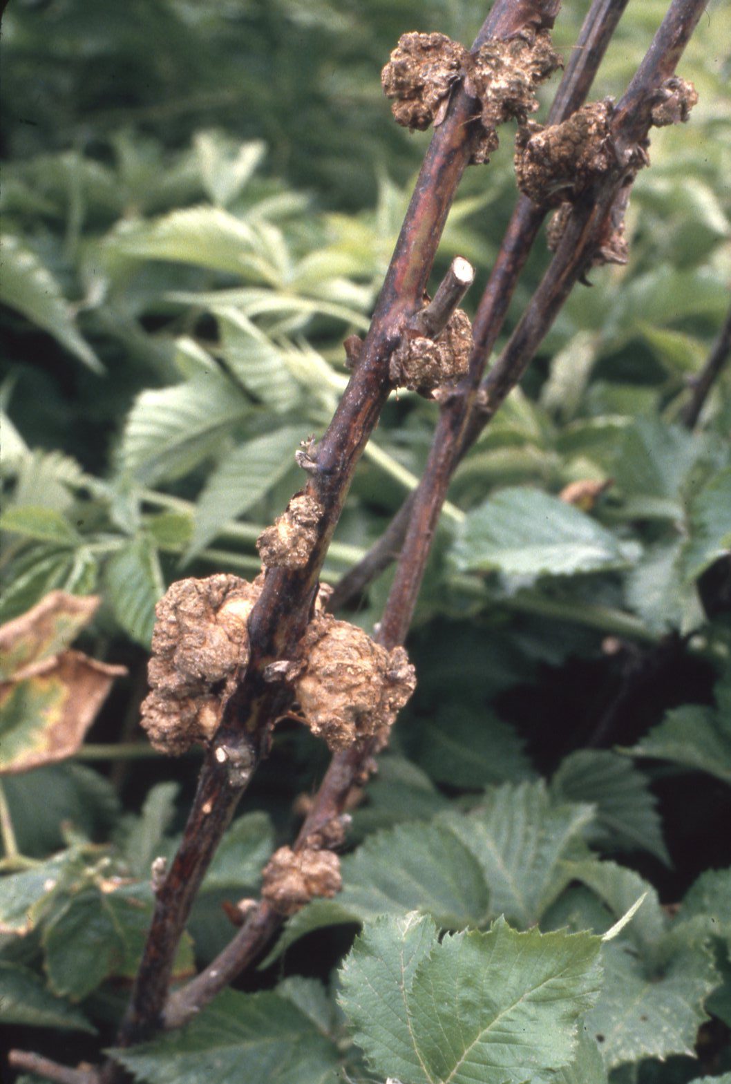 Kevésbé elterjedt a málna agrobaktériumosvesszőgolyvája betegség