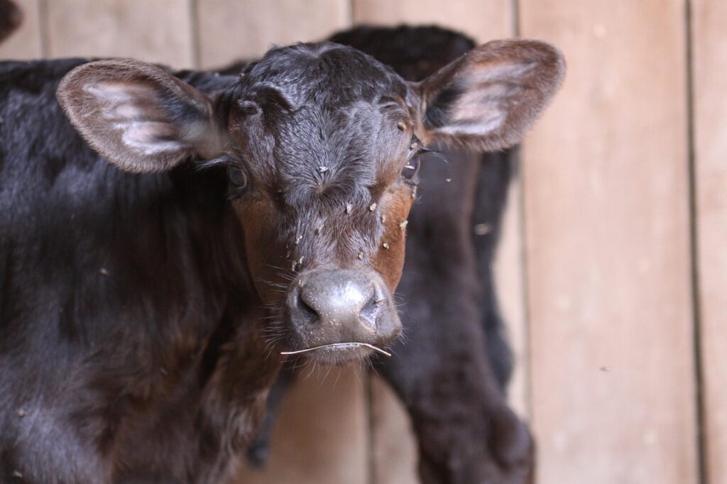 szarvasmarha angus borjú