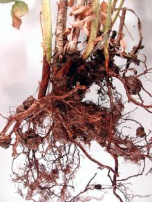 A baktériumos gyökérgolyva fertőzését megelőzhetjük,ha védekezünk a földben rágcsáló kártevők ellen