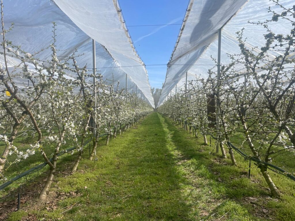 Medifruct: Először legyen elég minőségi árualap