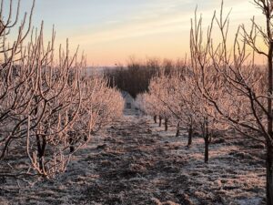 A téli fagy előnyei a konyhakertben