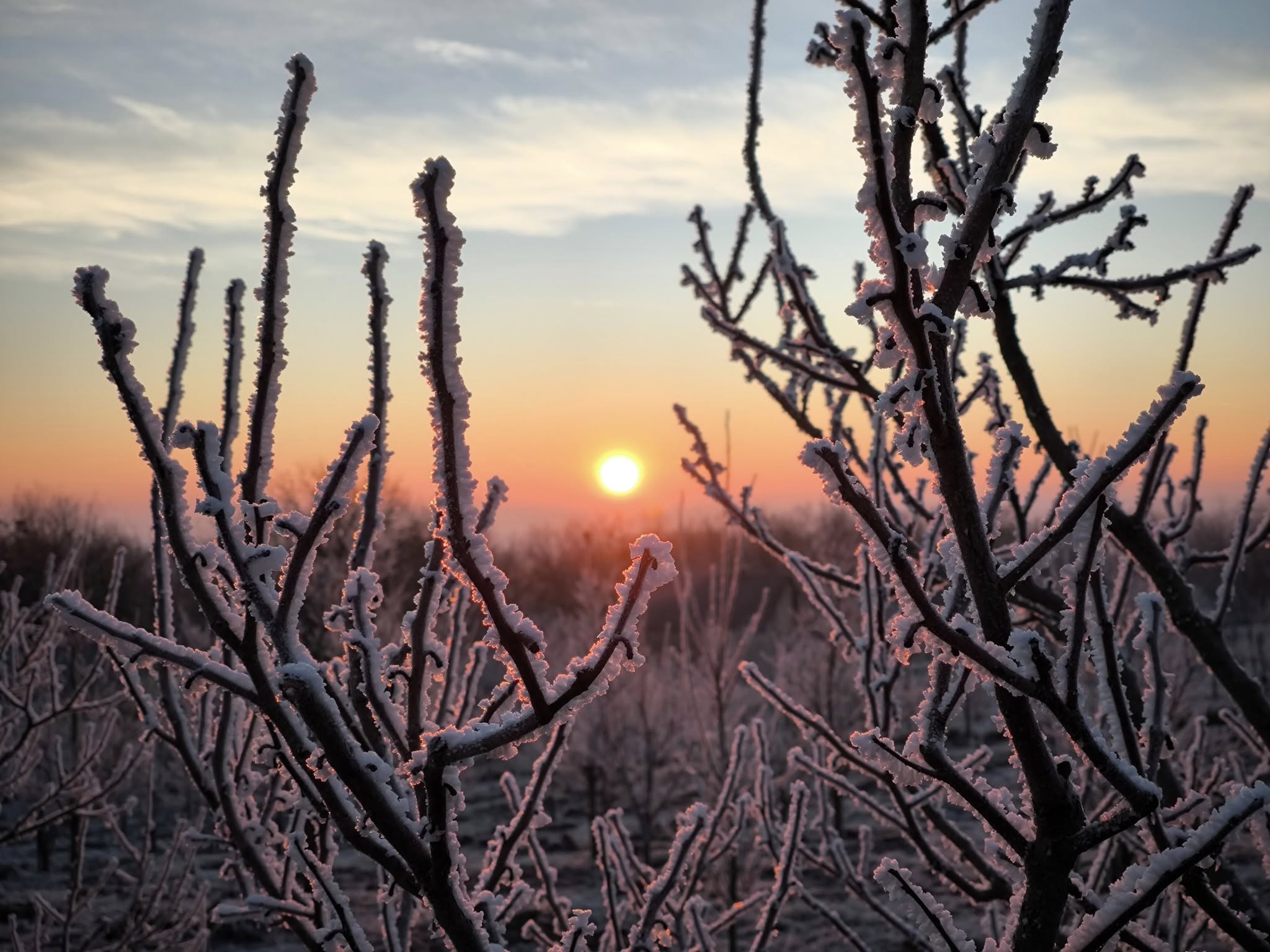 Klímaadaptáció a gyümölcsösökben
