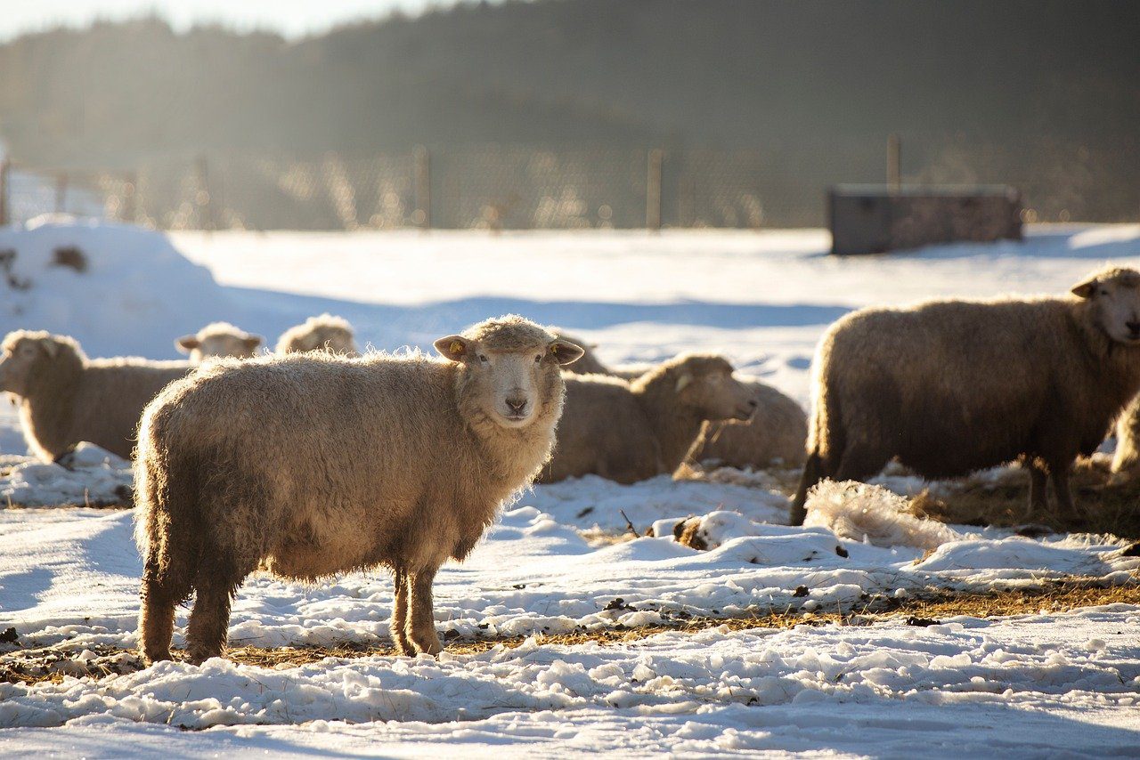 Állattartók a megelőzés útján