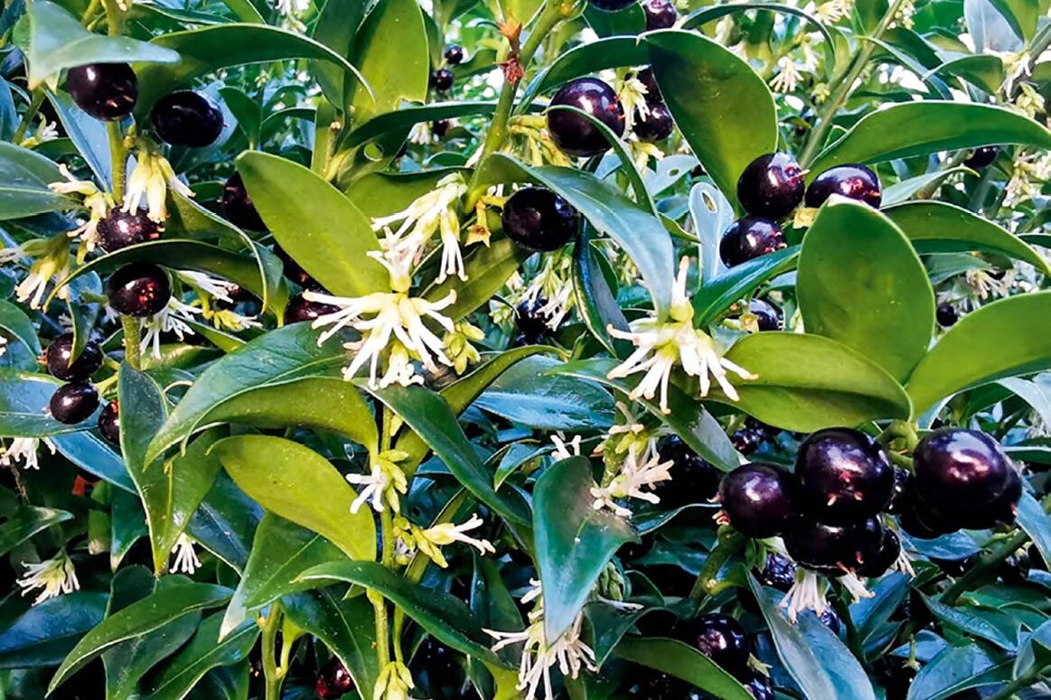 Egy bájos törpe örökzöld, a bogyóspuszpáng