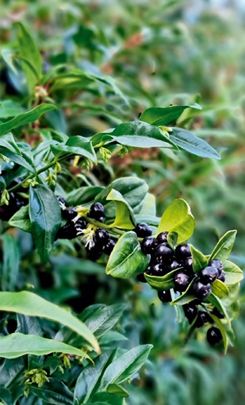 A Sarcococca hookeriana kedvező évekbensűrűn berakódik terméssel, ami a tél végi virágzásáig az ágakon marad