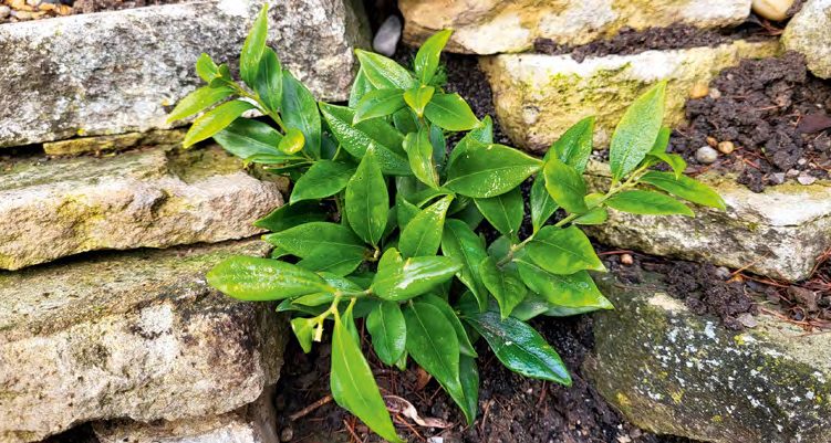 Sziklakertekben, szárazon rakotttámfalakban is jól érzi magát