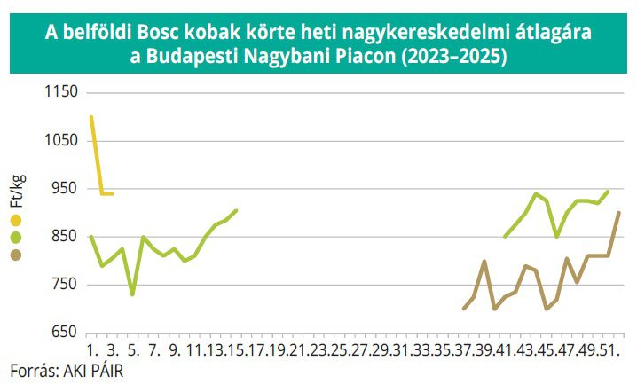 bosc_kobak_korte_aki_4het
