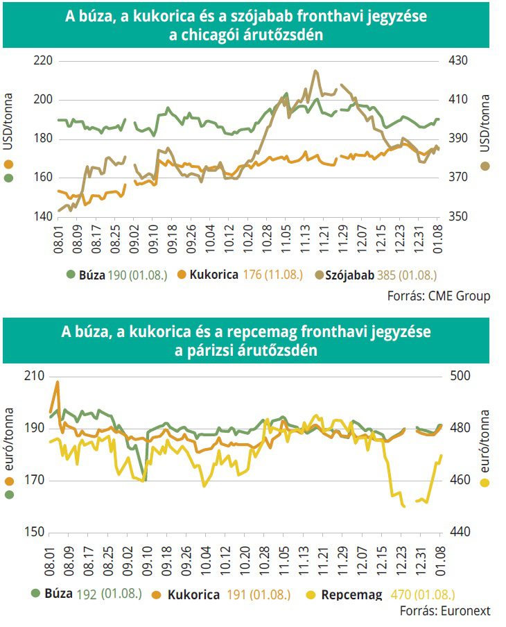 buza_kukorica_arutozsde_1het