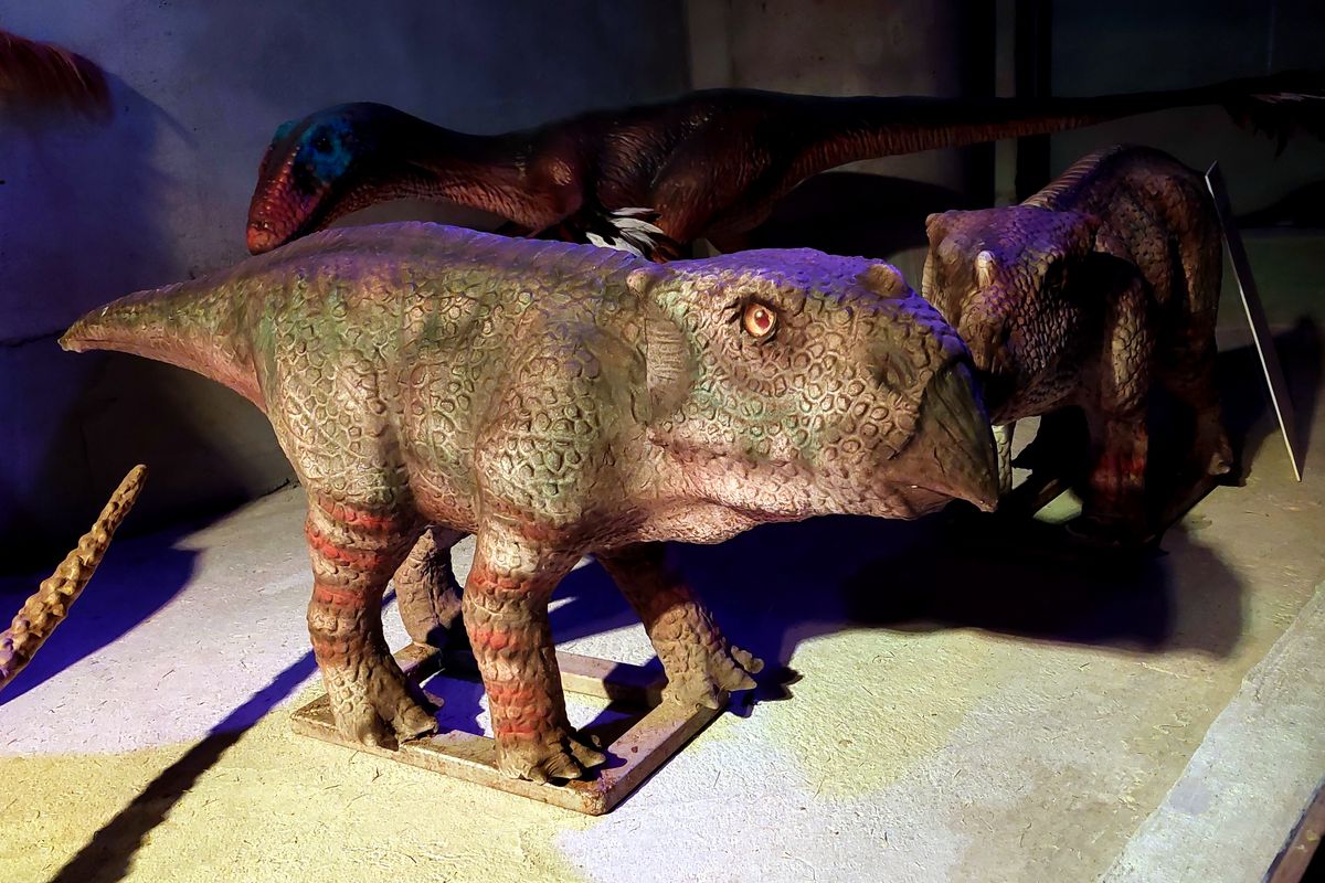 Ajkaceratops rekonstrukció