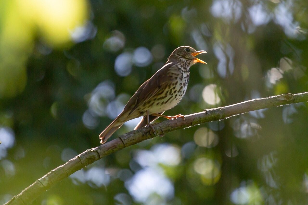 Az egyik legszebb énekű madár kerül a fókuszba idén