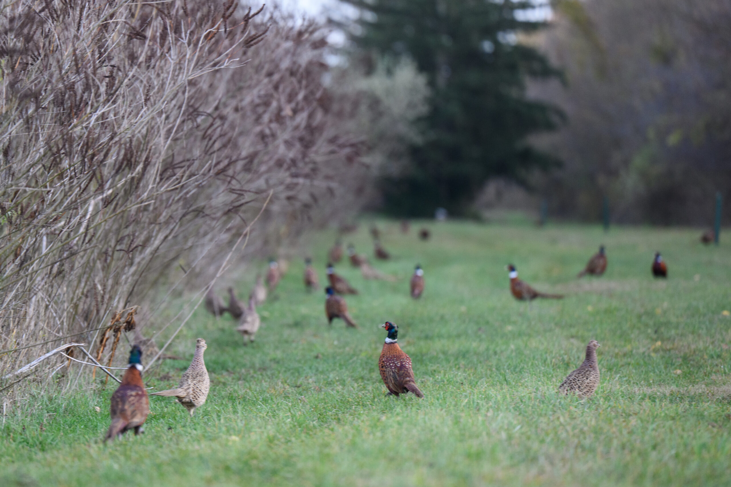 apróvad fácán vadászat vadgazdálkodás