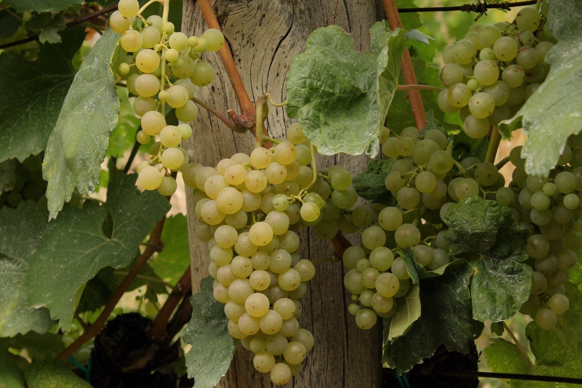 szőlő támrendszer faoszlop