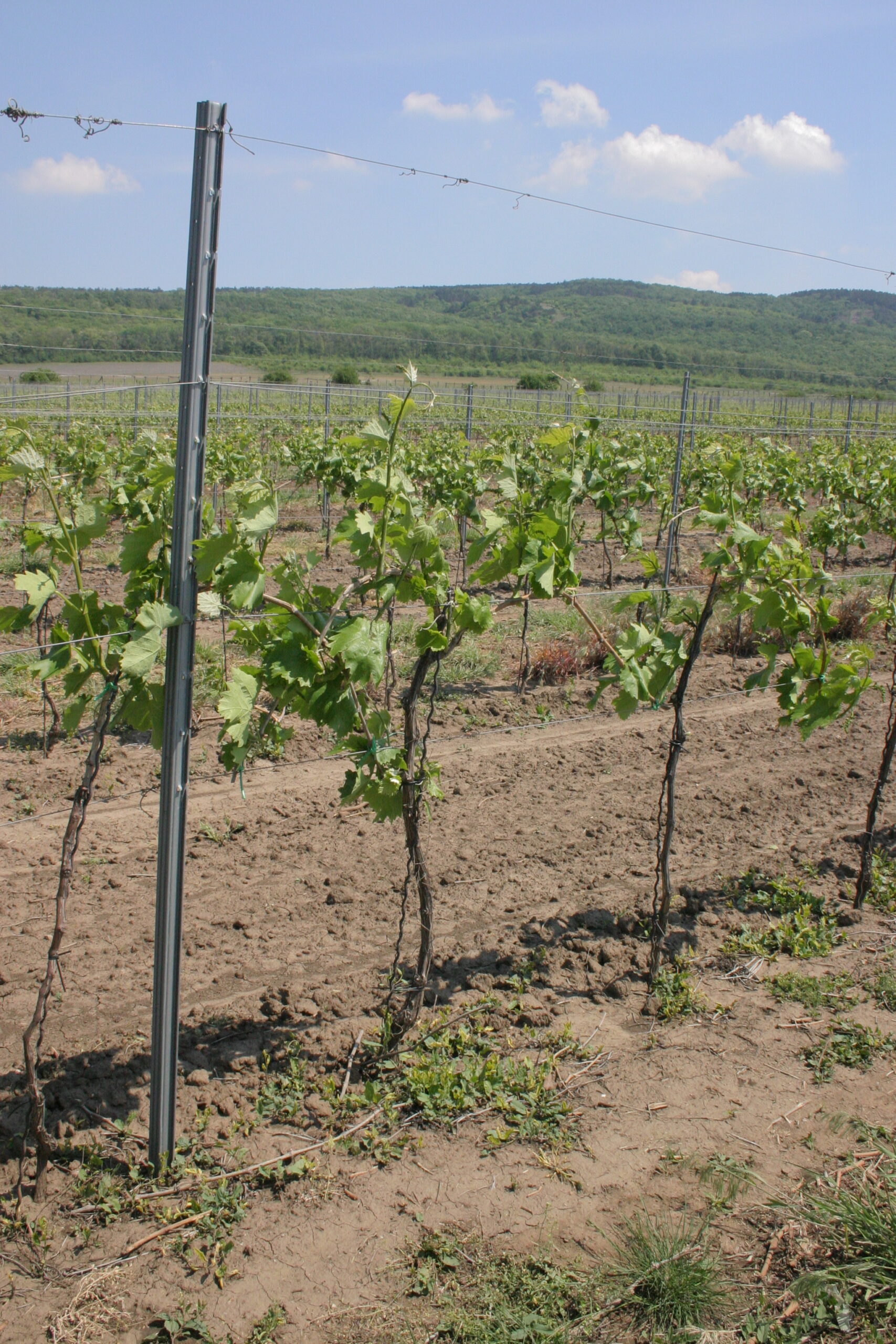 Stabil és ellenálló a fém végoszlopokbólés fémkarókból álló támrendszer
