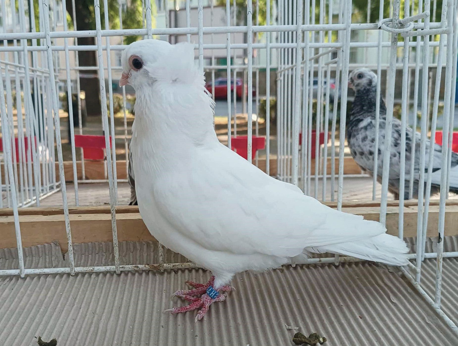 székesfehérvári bukó