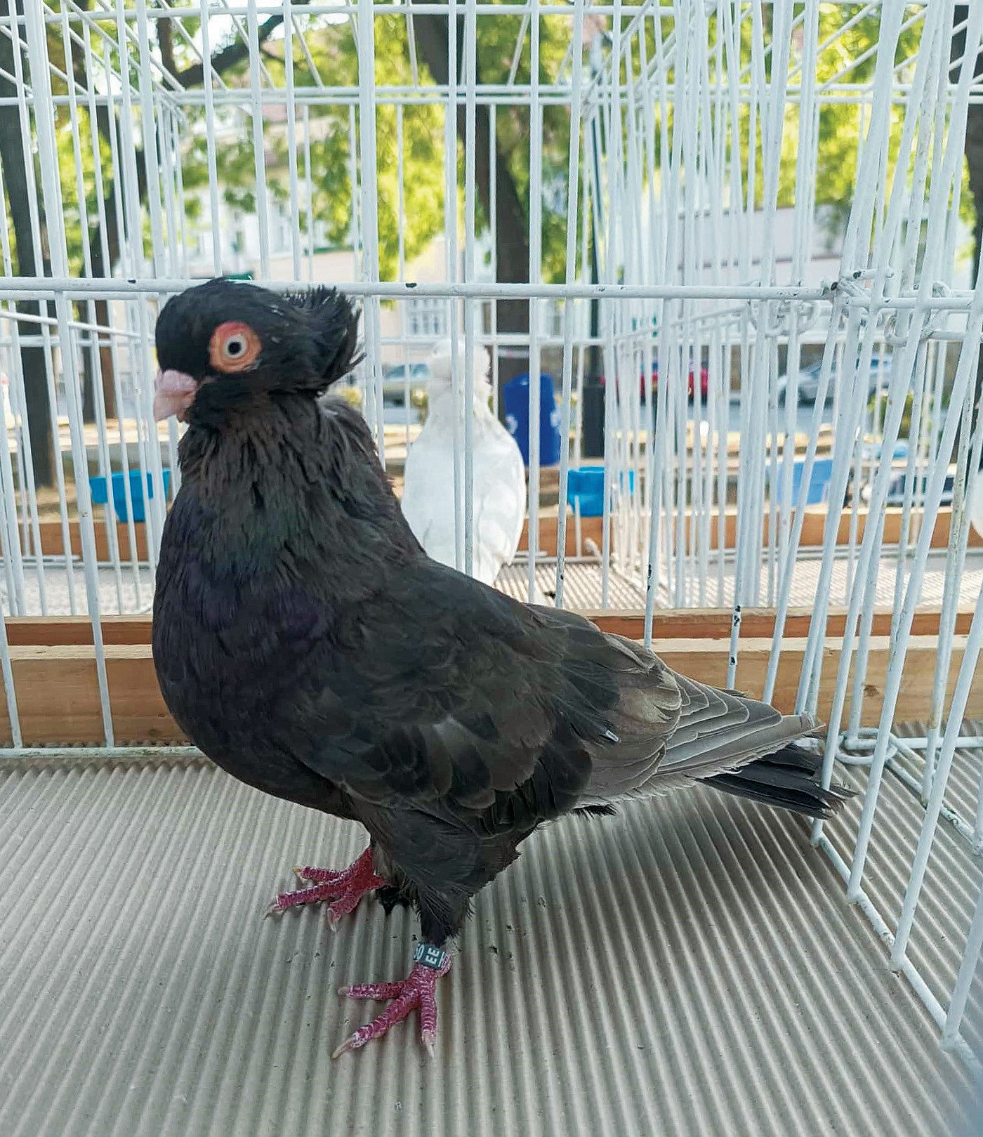 székesfehérvári bukó galamb