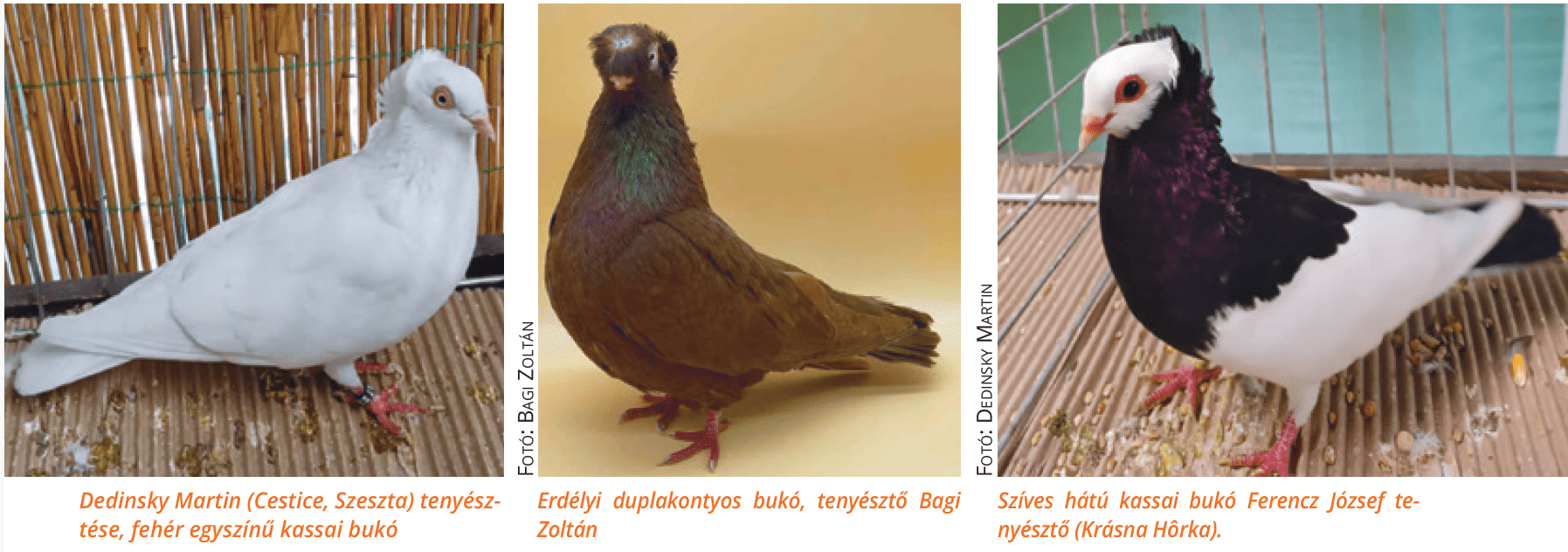 székesfehérvári bukó