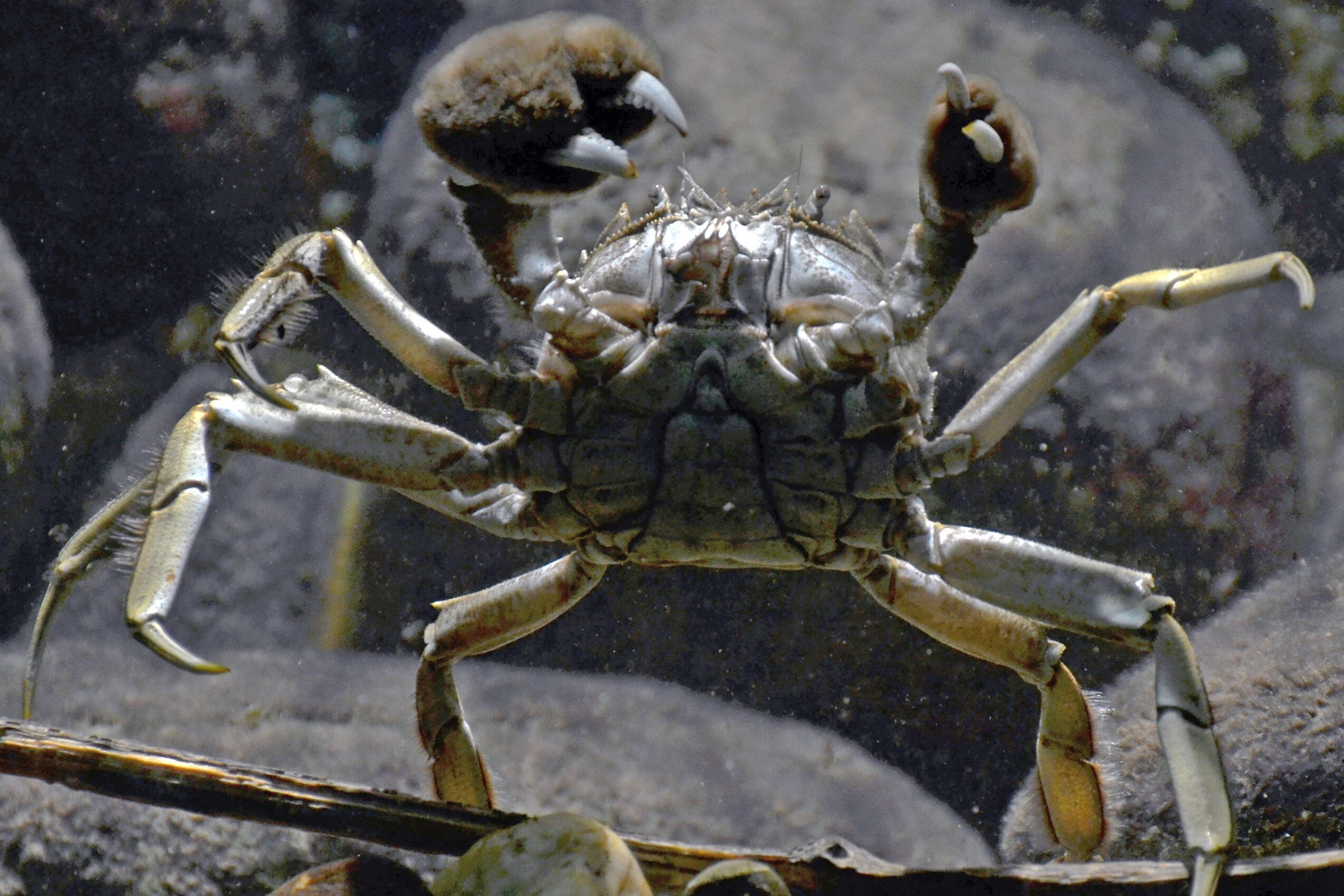 Jóízű betolakodók terjednek a vizekben