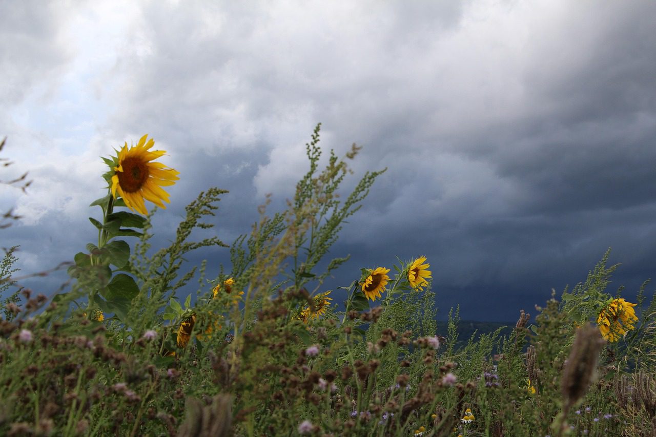Sürgősségi és helyreállítási terv Ukrajna mezőgazdaságáért