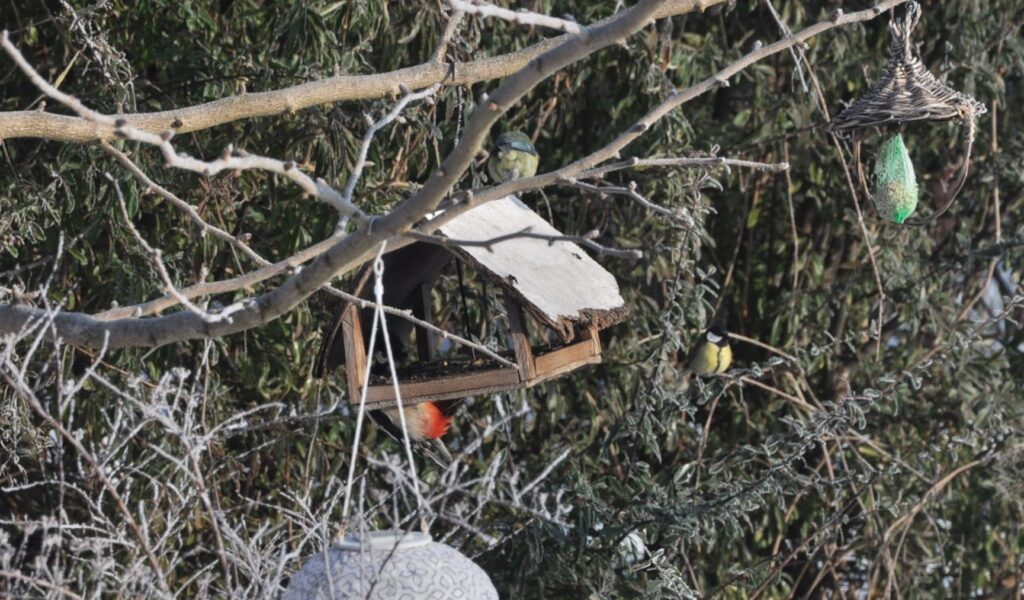 Diktátor fakopáncs költözött a kertünkbe