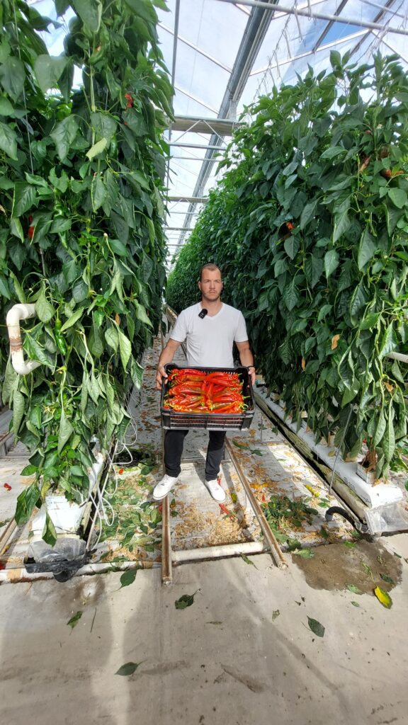 Árukezelésben élen jár a Zöldség Világ Kft.