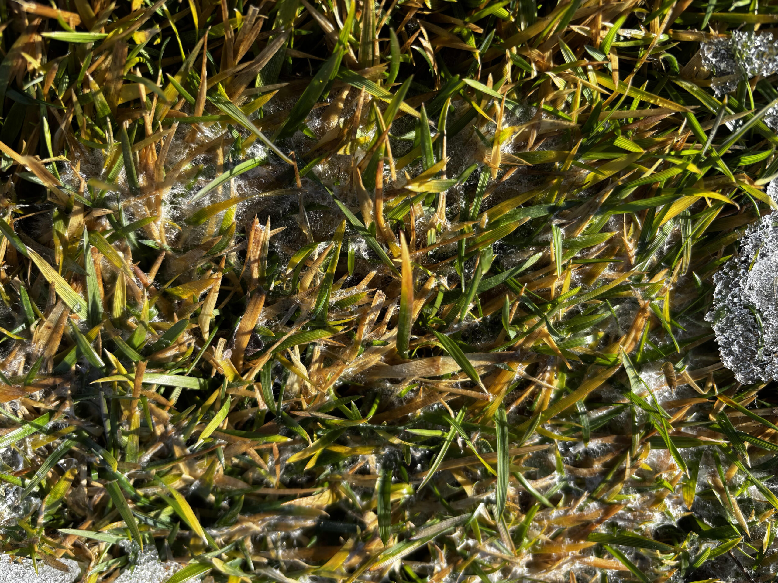 Gombák, foltok, kopár részek – így készítsük fel a gyepet tavasszal