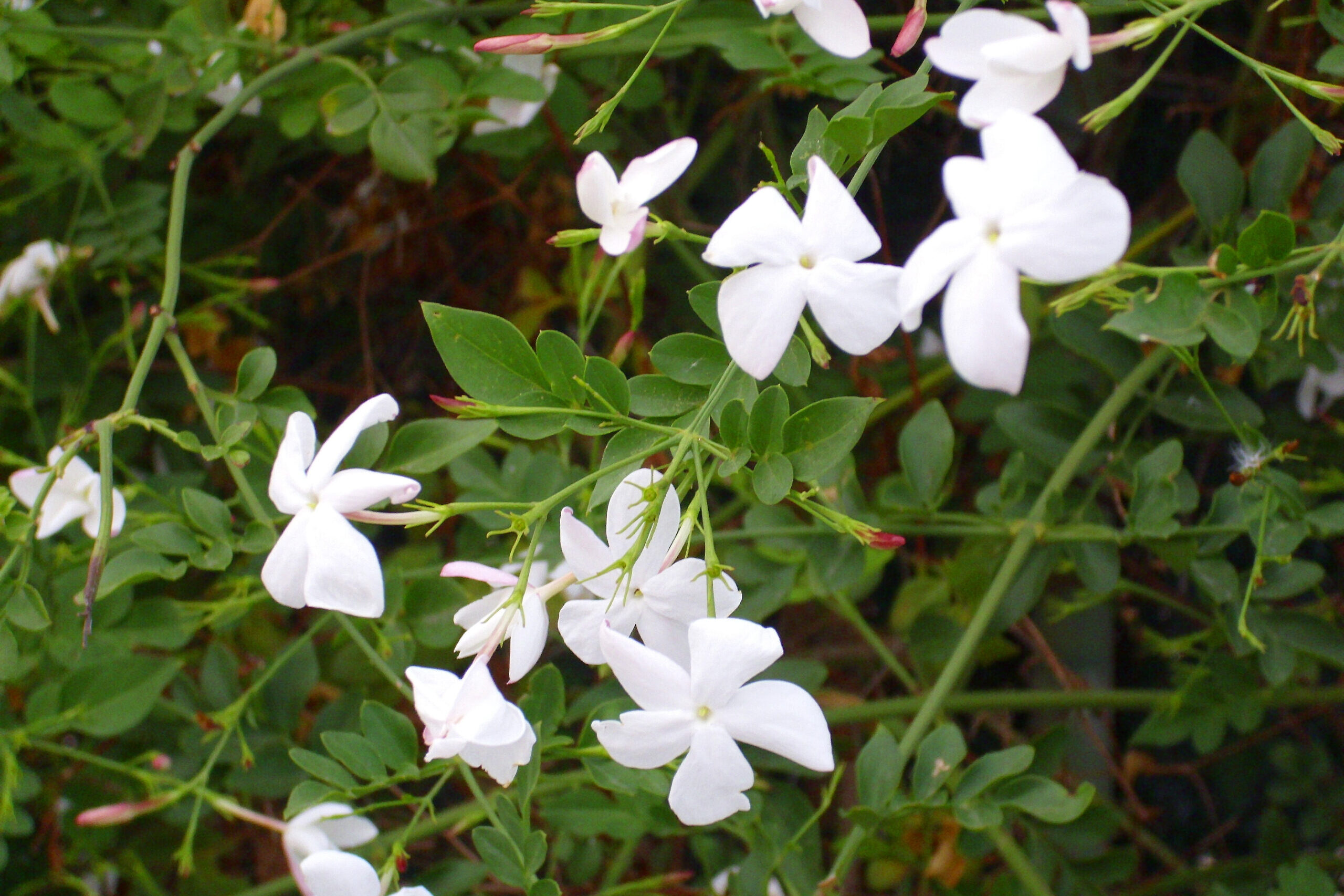 Jázminvirág: teába, stresszűző fürdőbe is tehetjük