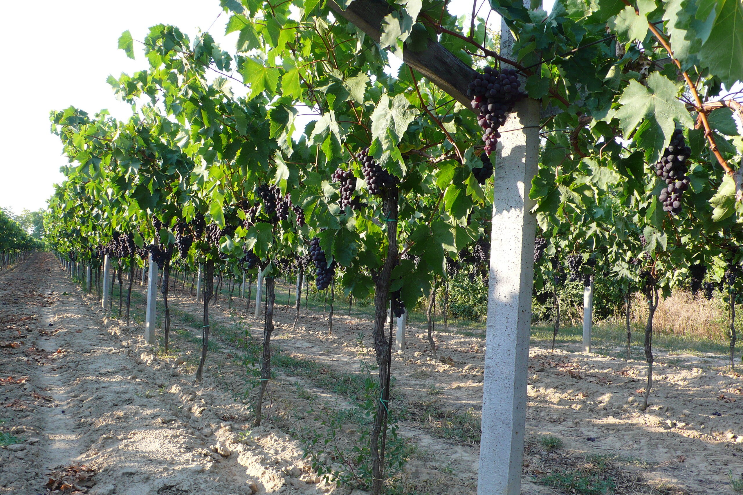 Betonoszlopok tartják a speciálisan kialakítottcsemegeszőlő-támrendszert