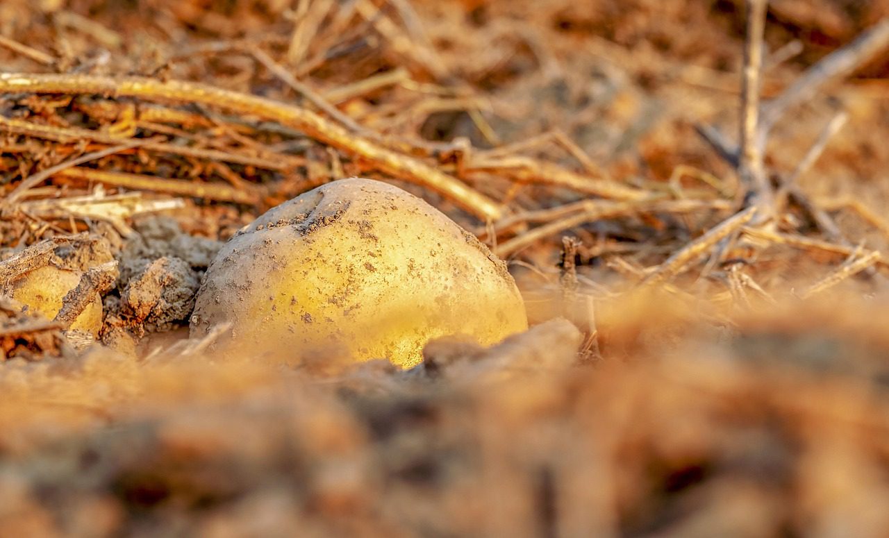 Akár 2 millió eurós támogatás nyílik a román burgonyatermelők előtt