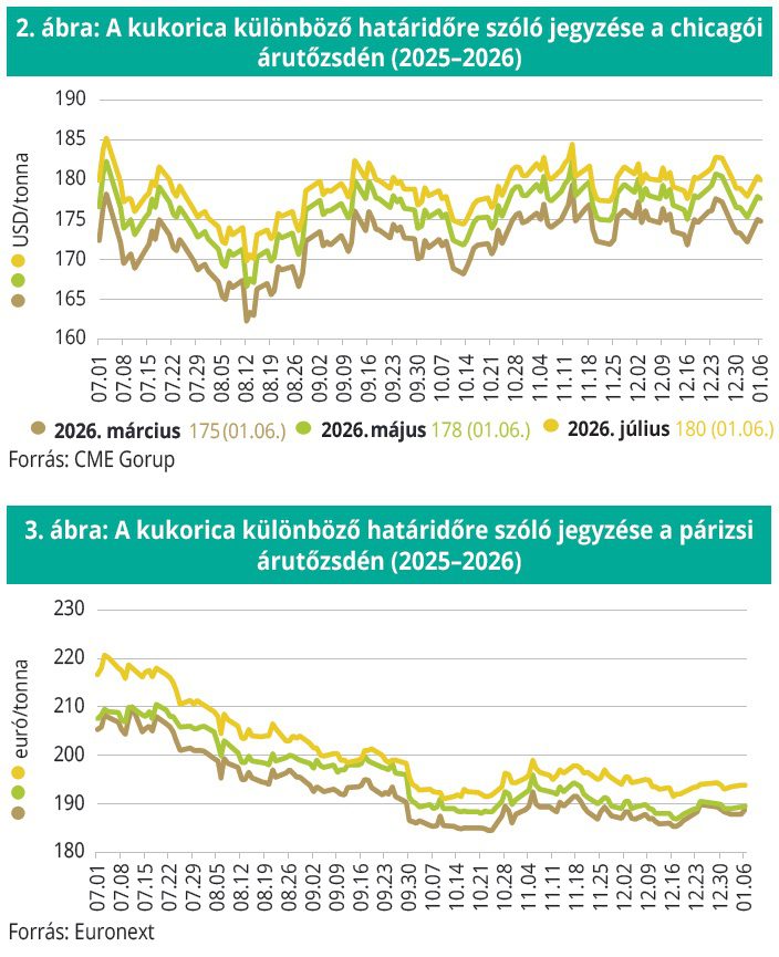 kukorica_tozsden_aki3